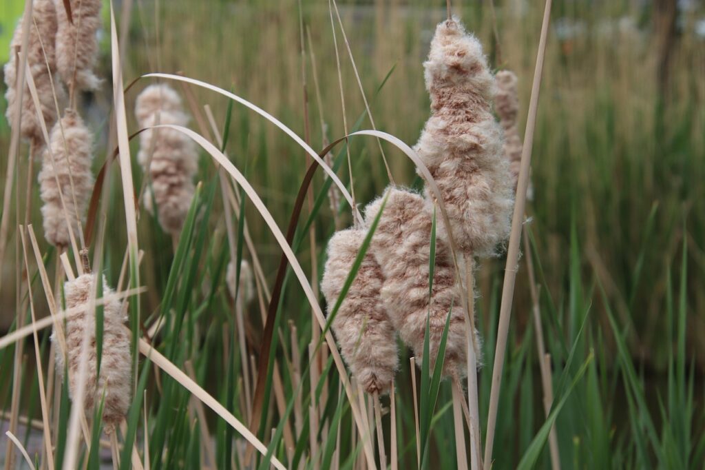 筑後川温泉の日帰り入浴には予約が必要なのか？